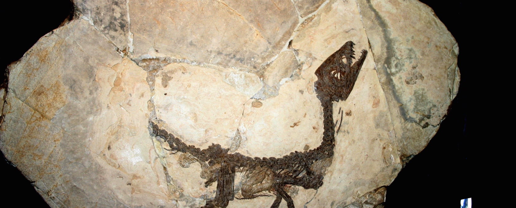 Ciro dinosauro
